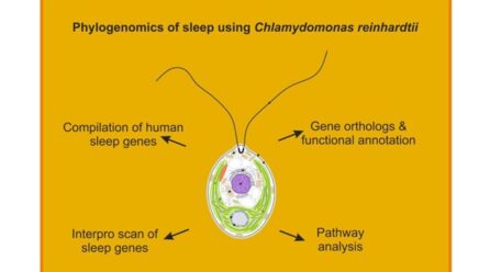 Groundbreaking Study Reveals Evolutionary Origins of Sleep in Single-Celled Algae